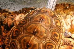 Chessie39s-shell-rot-__1401170716