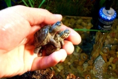 Clemy-Chessie-09_06_1586247937