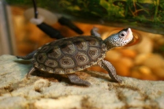 Clemy-chillin39-1_07_1082426682