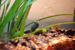 Clemy-peering-from-grasses_6330572