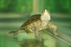 Clemy-underwater-1_07_949842621