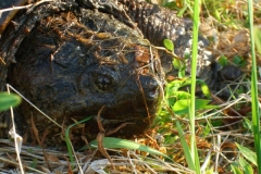 Common-Snapping-Turtle-in-the-wild_298758854