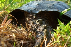 Common-Snapping-Turtle-in-the-wild_819069421