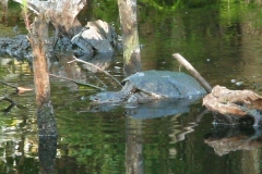 Common-snapper-crawling-through-mud_547390668