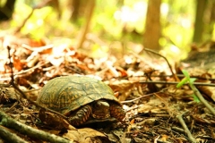 Eastern-Box-Turtle-in-the-wild_1697172903