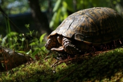 Eastern-Box-Turtle-in-the-wild_680688340