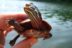 Eastern-Painted-Turtle-in-the-wild_1773694360