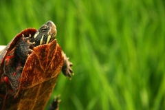 Eastern-Painted-Turtle-in-the-wild_367020638