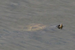 Female-Diamondback-in-the-wild_772370850