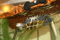 N.-diamondback-terrapin-captive_1185245955