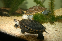 N.-diamondback-terrapin-captive_1332477752