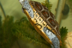 N.-diamondback-terrapin-captive_1601329769