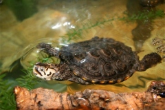 N.-diamondback-terrapin-captive_161782335