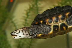 N.-diamondback-terrapin-captive_1691171587