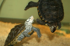 N.-diamondback-terrapin-captive_1745534571