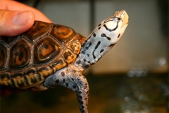 N.-diamondback-terrapin-captive_177135998