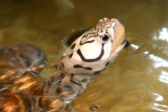 N.-diamondback-terrapin-captive_1954616218