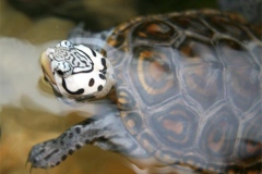 N.-diamondback-terrapin-captive_2054693431