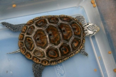N.-diamondback-terrapin-captive_253815669