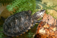 N.-diamondback-terrapin-captive_626491638