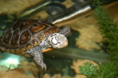 N.-diamondback-terrapin-captive_821226693