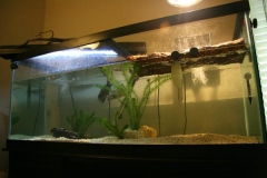 N.-diamondback-terrapin-tank_566025508