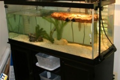 N.-diamondback-terrapin-tank_726243630