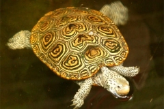 N.-diamondback-terrapin_1183666