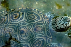 N.-diamondback-terrapin_1410304946