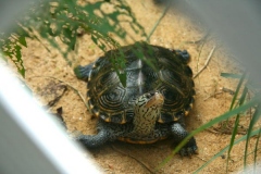 N.-diamondback-terrapin_1436184497