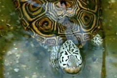 N.-diamondback-terrapin_1773008794