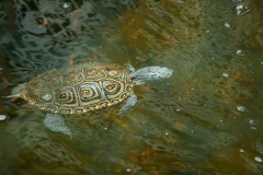 N.-diamondback-terrapin_1872773099