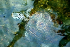 N.-diamondback-terrapin_1916223229