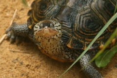 N.-diamondback-terrapin_372310315