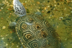 N.-diamondback-terrapin_393795585
