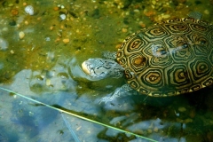 N.-diamondback-terrapin_514921991