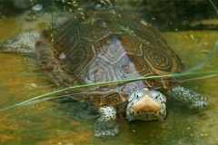 N.-diamondback-terrapin_613182261