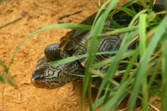 N.-diamondback-terrapin_664347987