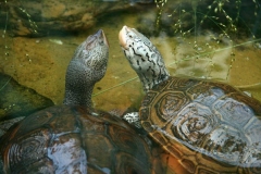N.-diamondback-terrapins_1971462611