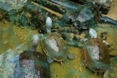 N.-diamondback-terrapins_26758543