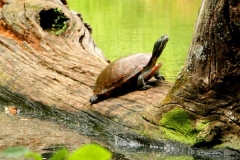 Red-bellied-Turtle-in-the-wild-upclose_2134281127