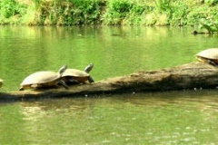 Red-bellied-Turtle-log-in-the-wild_2005165180