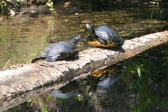 Sliders-basking_778957579