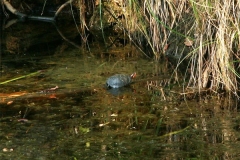 Spotted-turtle-basking_225481801