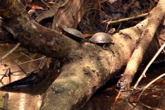 Spotted-turtle-pair-basking_1850308719