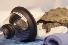 Terrapin-receiving-oxygen_164470690