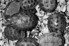 Terrapins-a-delicacy-of-the-past_904553231