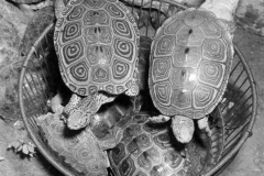 Terrapins-bound-for-soup-__1566457078