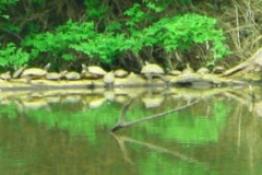 Turtle-log-in-the-wild-Red-bellies-etc_1899619041