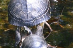 Yellowbellied-slider-painted-turtle_1858090129